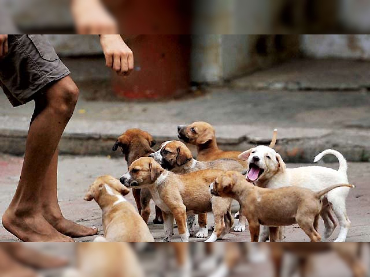 Cyberabad Police to feed 1,500 stray dogs daily amid lockdown