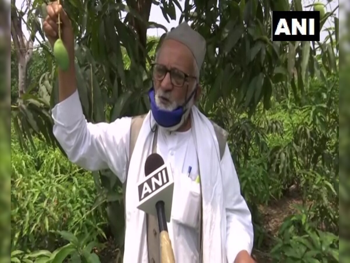 'Doctor Mango': Dussehri aam named after healthcare workers as a tribute 