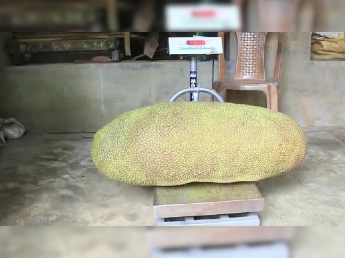 Kerala: Man finds jackfruit weighing 51.4 Kg in backyard, seeks Guinness World Record