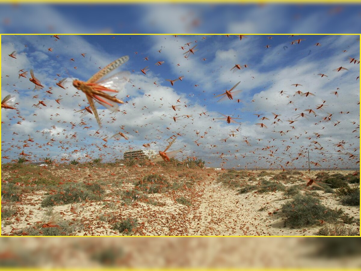 After laying waste to Rajasthan and Madhya Pradesh, desert locust swarms headed towards Delhi; wind pattern uncertain