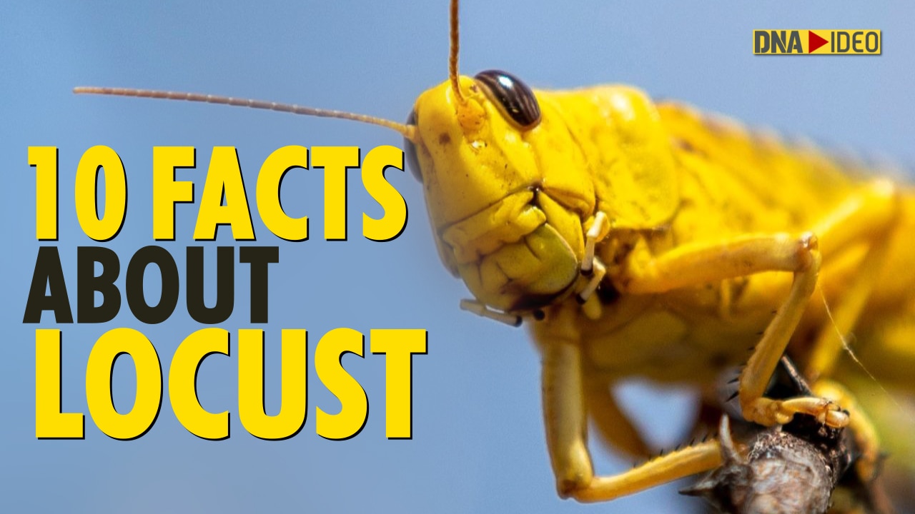 Locust Attack Did you know 80 million locusts can be in a swarm? 10