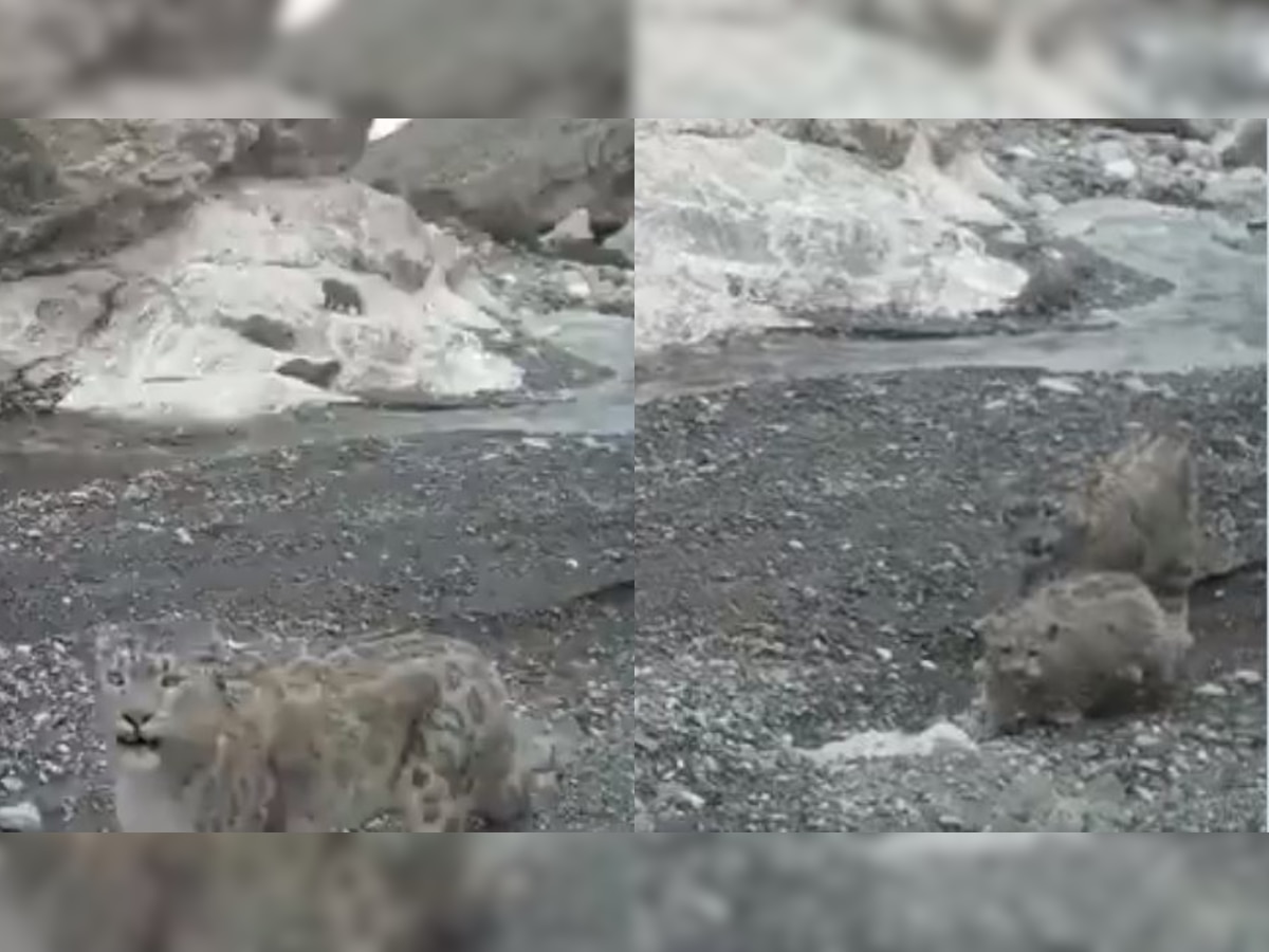 Watch: Video of snow leopard raising its cubs in trans Himalayas goes viral 