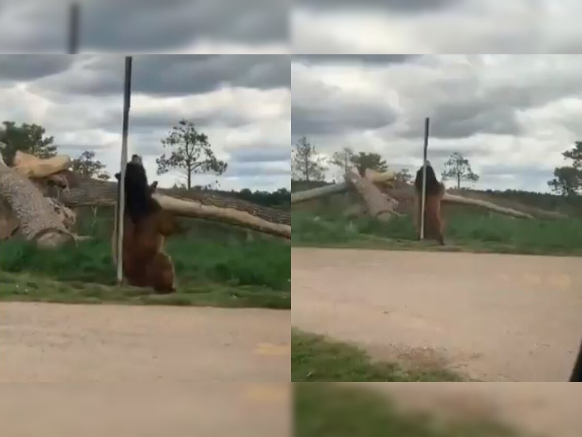 Watch: This bear's 'pole dance' is too good to be missed!