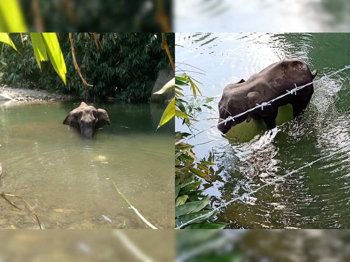 Horrifying! Pregnant elephant dies after being fed pineapple stuffed with crackers in Kerala