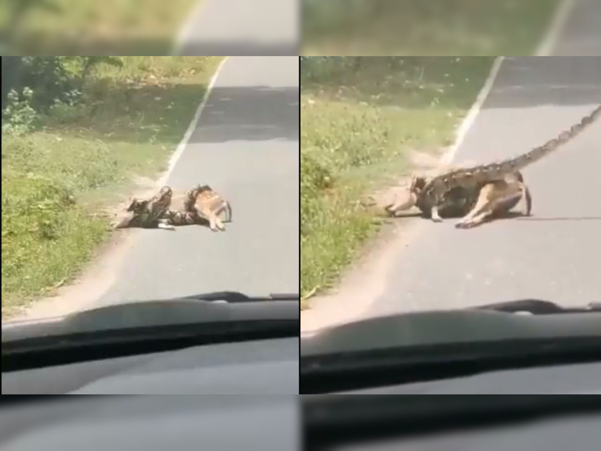 Watch: Video of python strangling deer will give you the chills