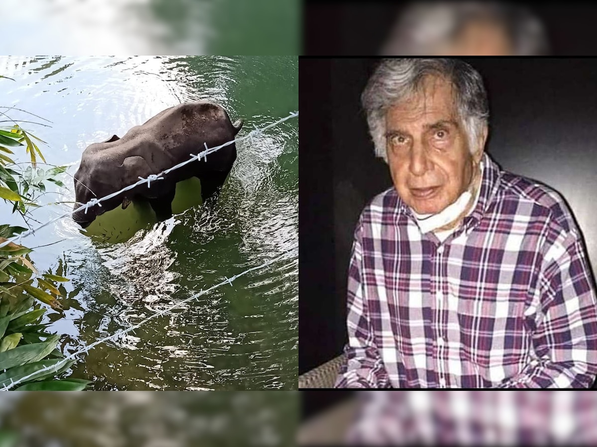 'Justice needs to prevail': Ratan Tata calls death of pregnant elephant in Kerala as 'mediated murder'