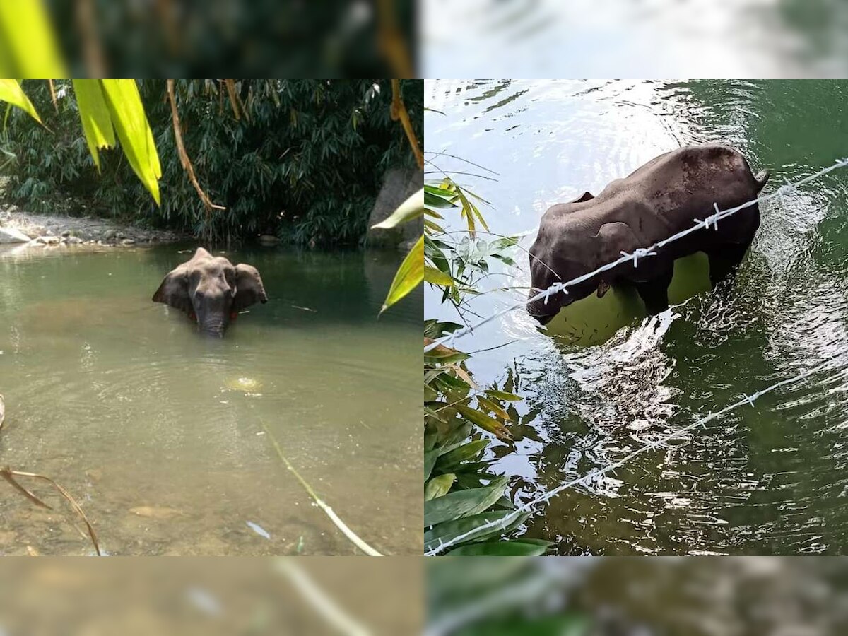 'Why would someone do this?': Kevin Pietersen expresses 'disgust' over pregnant elephant dying in Kerala