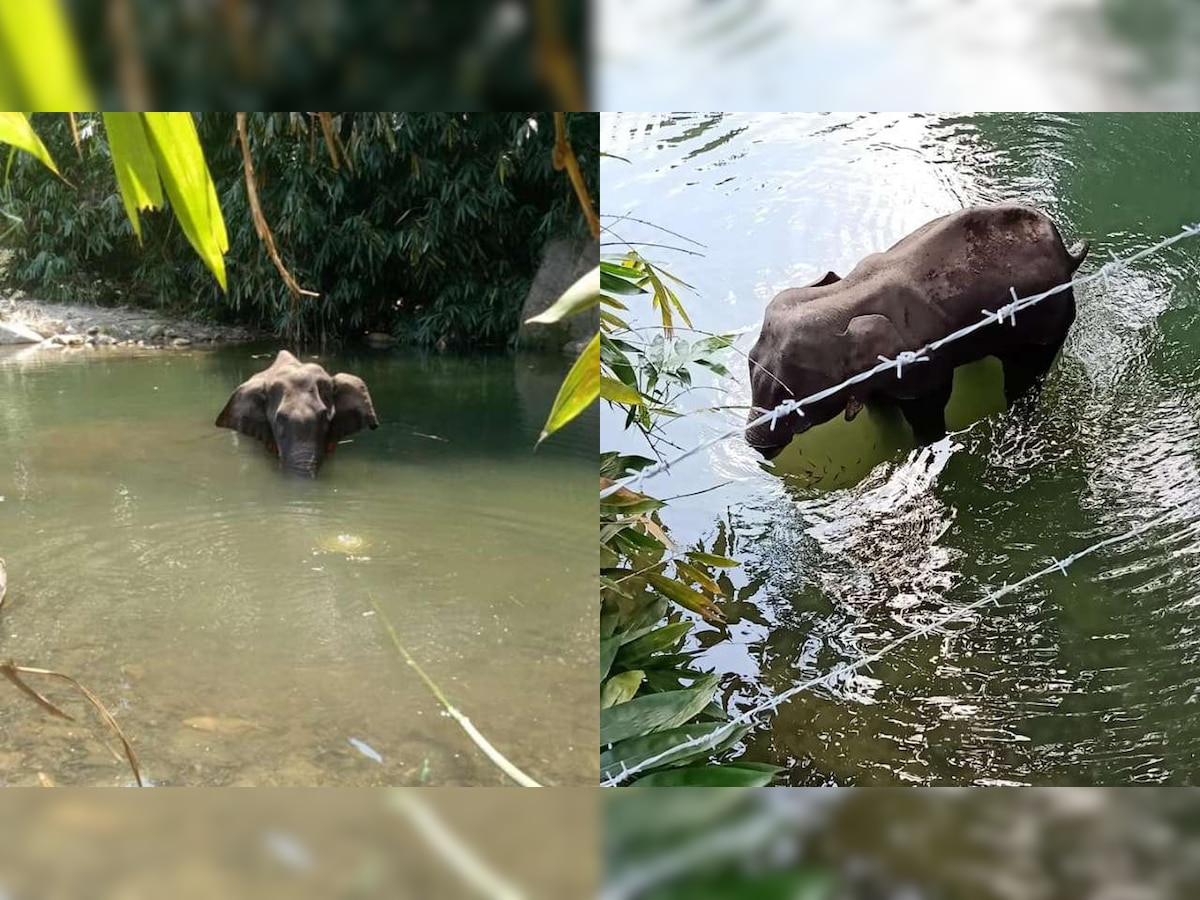 Palakkad police forms SIT to probe pregnant elephant's death, CM Vijayan alleges 'organised campaign' against Kerala