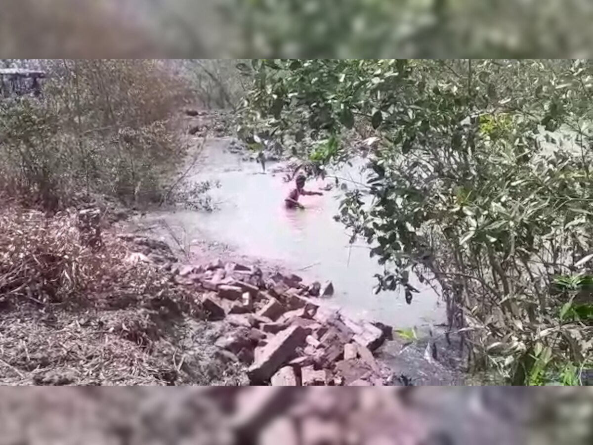 West Bengal: Tiger mauls fisherman in Sunderbans, drags body into jungle