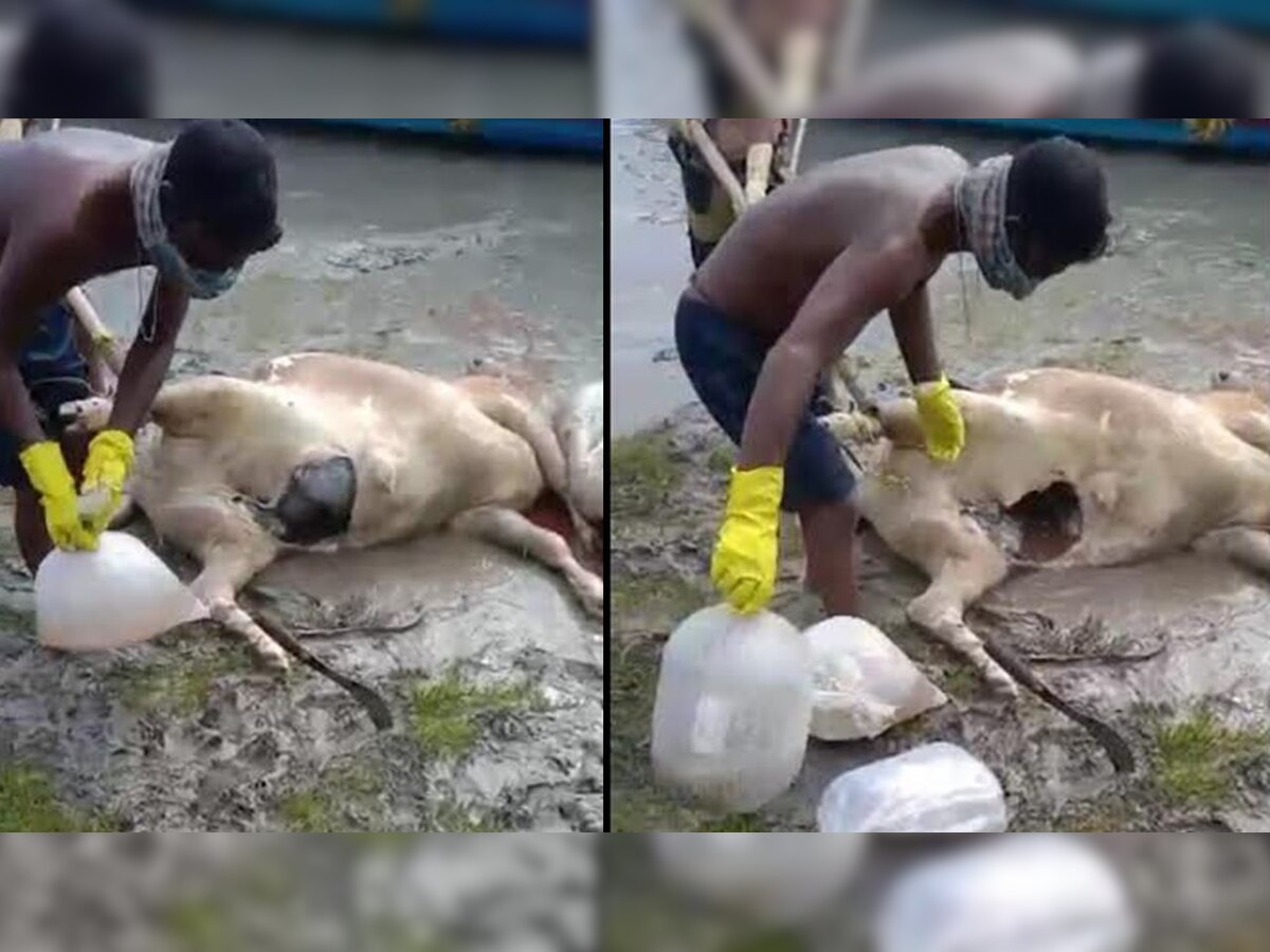 BSF foils cross-border smuggling of fish eggs stuffed inside cattle carcasses in West Bengal