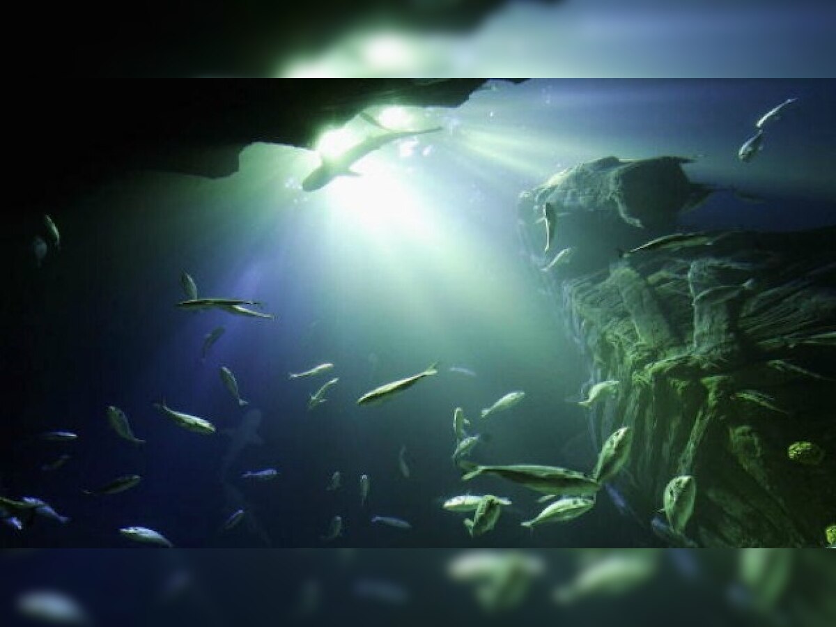 World Oceans Day 2020: History, significance  & this year's theme