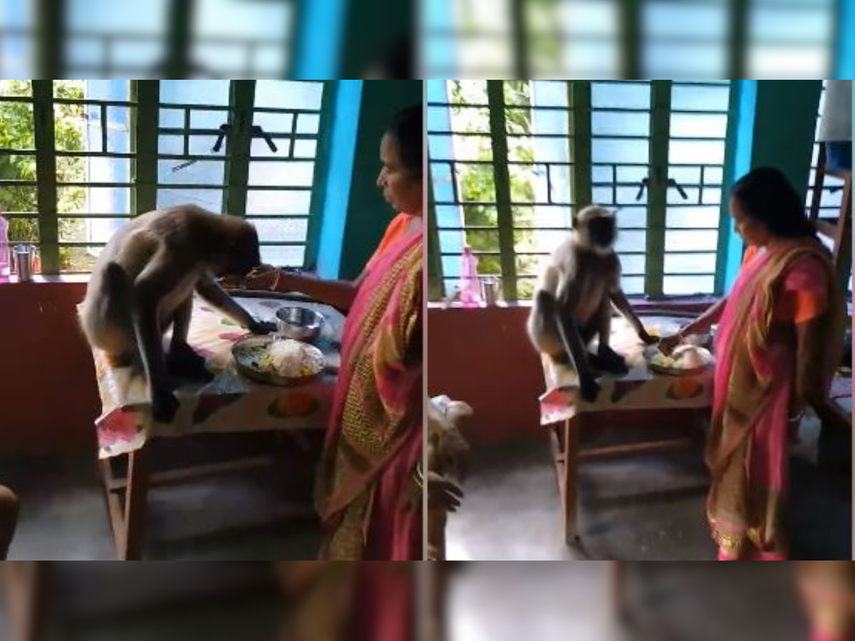 Watch: Woman feeding langur with her hands is the purest thing on internet