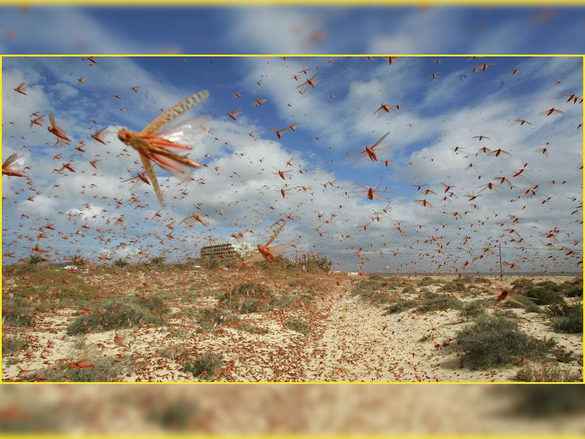 India to deal with locust attack with aerial spray