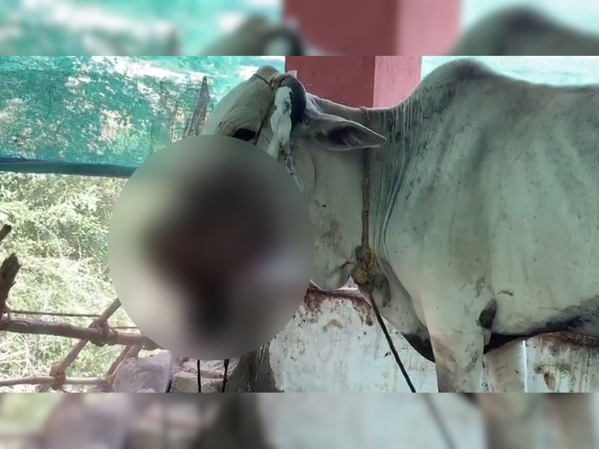 Shocking! Cow seriously injured after eating crude bomb in Andhra Pradesh