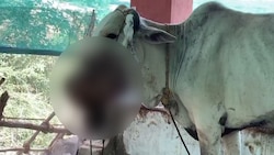 Shocking! Cow seriously injured after eating crude bomb in Andhra Pradesh