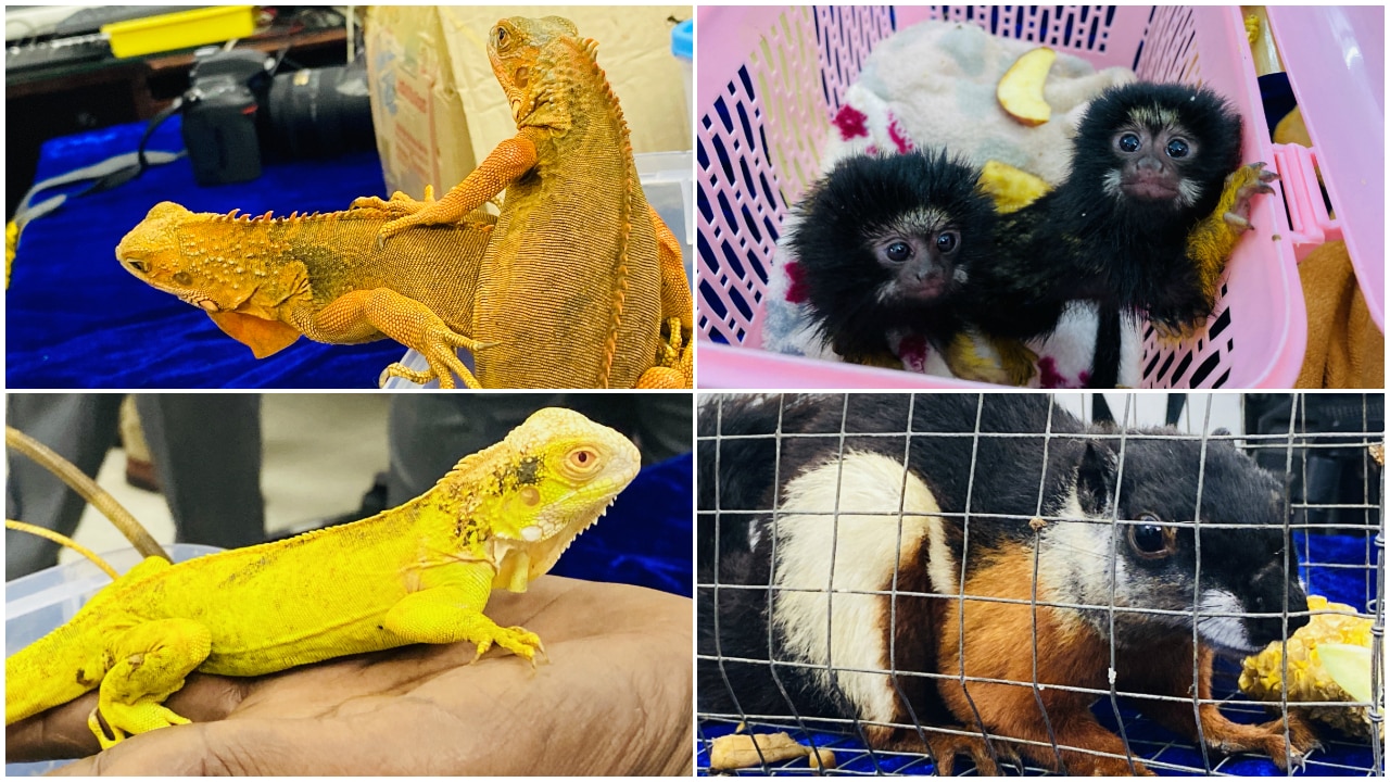 Rare Species Of Exotic Animals Seized At Chennai Airport Smuggling Racket Busted See Pics