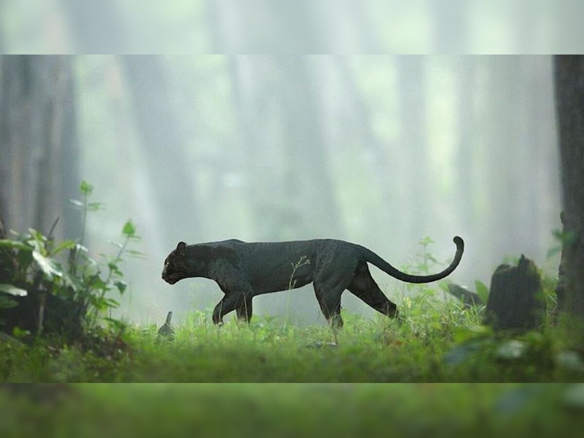 'Reminds me of Bagheera in Mowgli': Netizens mesmerised by amazing pictures of rare black panther