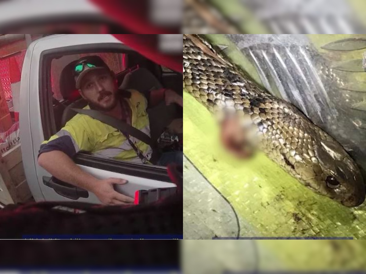 Deadly snake attacks man driving at over 100 km per hour in Australia, bone-chilling video goes viral