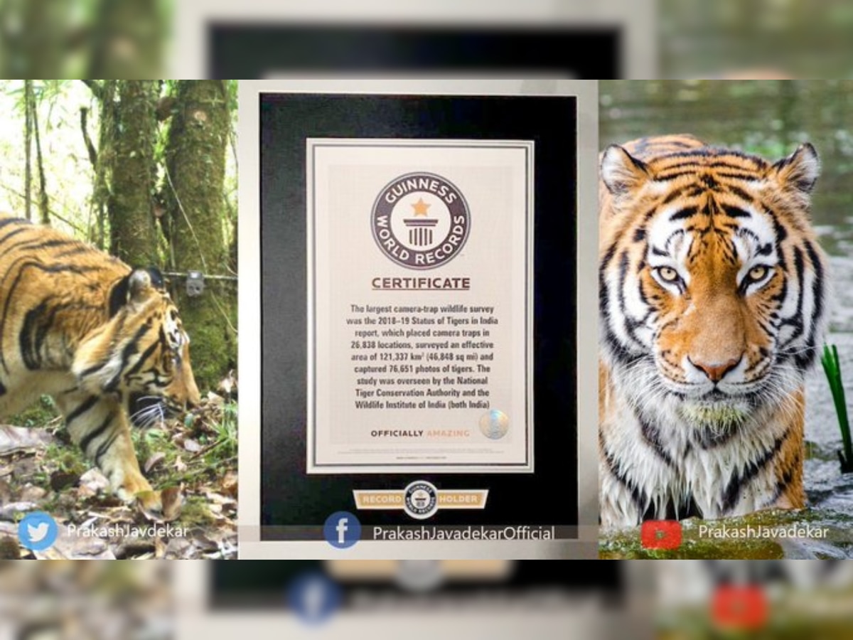 India’s Tiger Census sets new Guinness record, becomes world’s largest camera trap wildlife survey