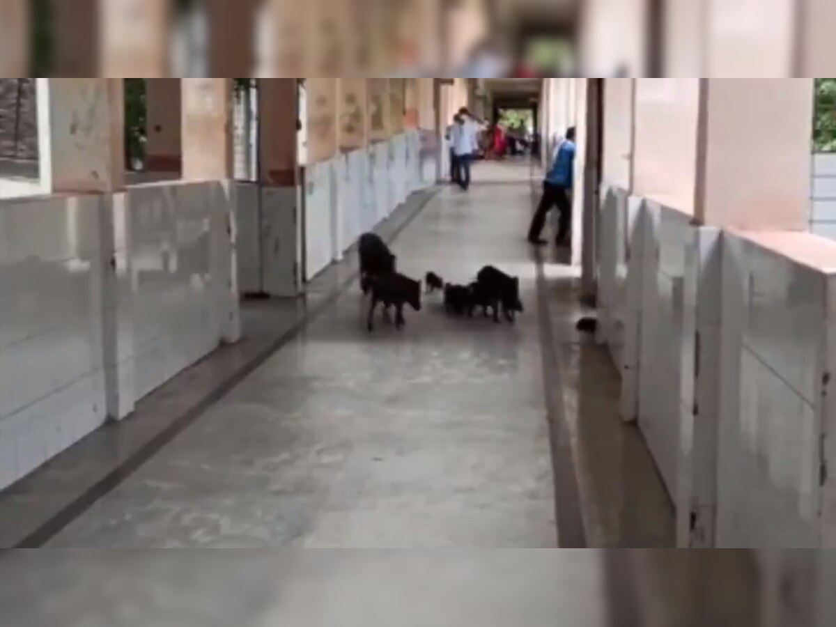 Shocking!! Watch pigs roam around freely at COVID-19-designated hospital in Karnataka's Kalaburagi  
