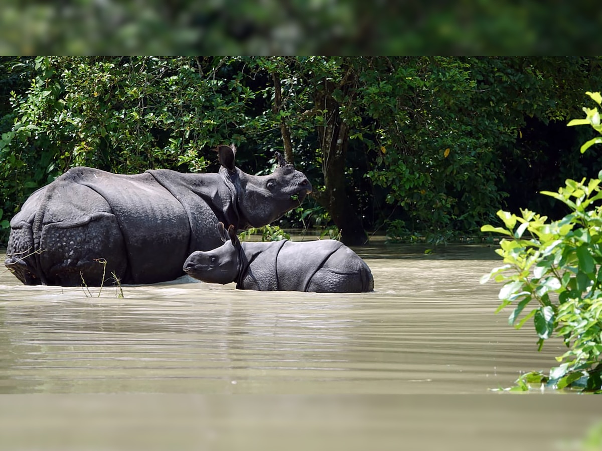 Assam Floods: 129 animals lost their lives at Kaziranga National Park ...