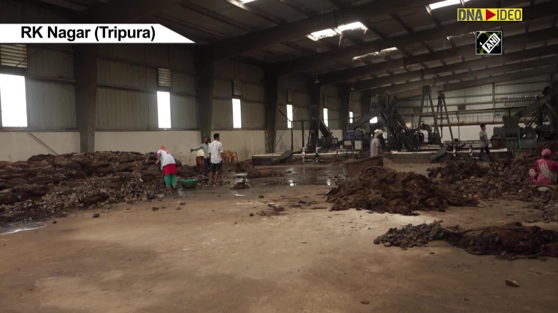 Rubber industry in Tripura facing uncertainty due to COVID19 pandemic