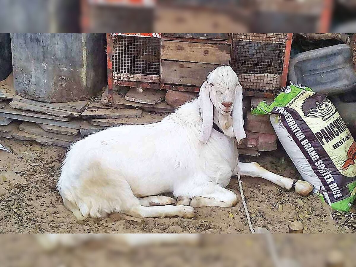 Goat 'arrested' for not wearing mask in Kanpur? Here is what police said on viral claim