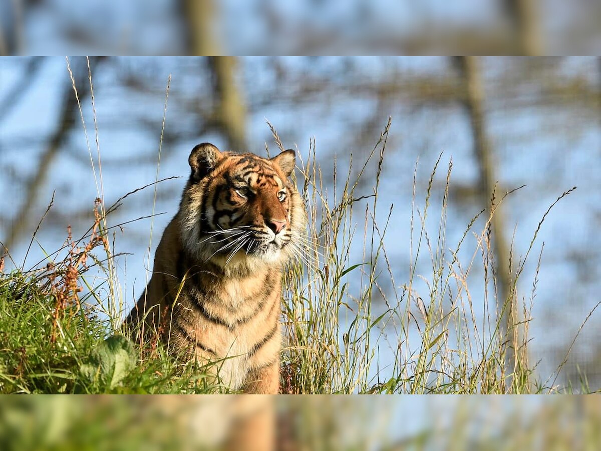 'India has 70% of world's tiger population': Environment Minister Prakash Javadekar releases Tiger Census report
