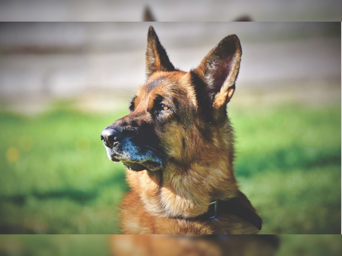 In a first, dog who tested positive for coronavirus in US dies: Report