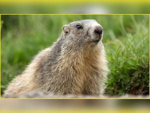 China seals off village after Bubonic plague death: Is 'Black Death' back? All you need to know