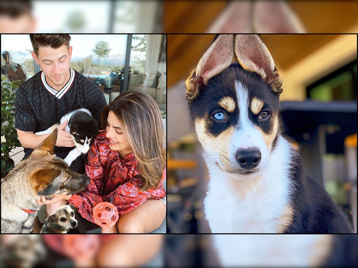 Priyanka Chopra-Nick Jonas adopt a Husky Australian Shepard mix breed dog, name him Panda