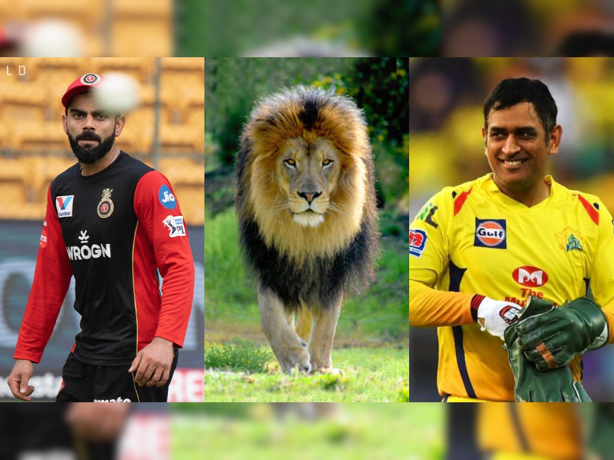 Viral post: CSK hilariously trolls RCB for comparing Virat Kohli with a lion