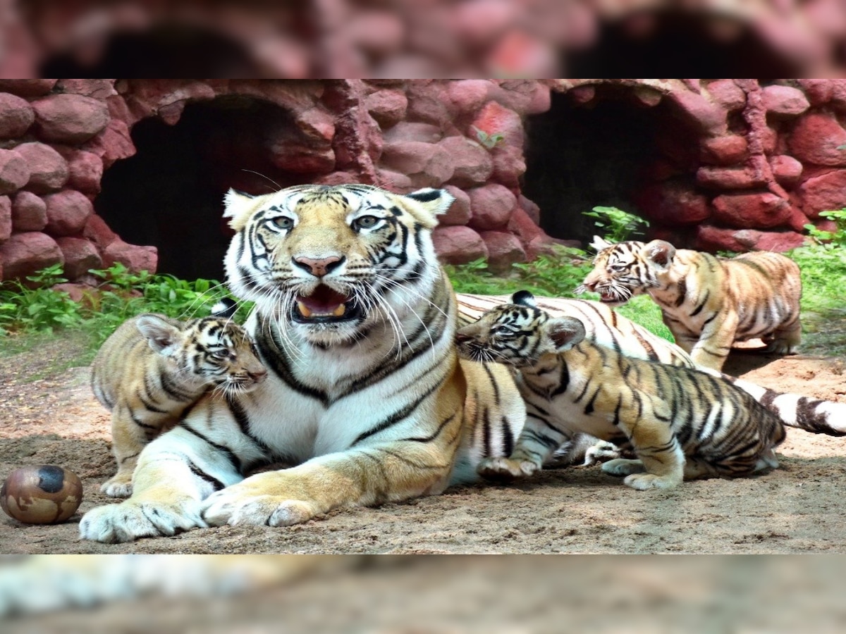 Hyderabad: Zoo names tiger cub after Galwan martyr Col Santosh Babu