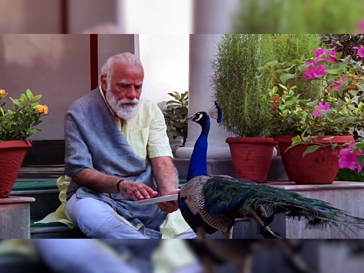 Watch: PM Modi feeds peacocks at his residence during morning routine of exercises, shares video