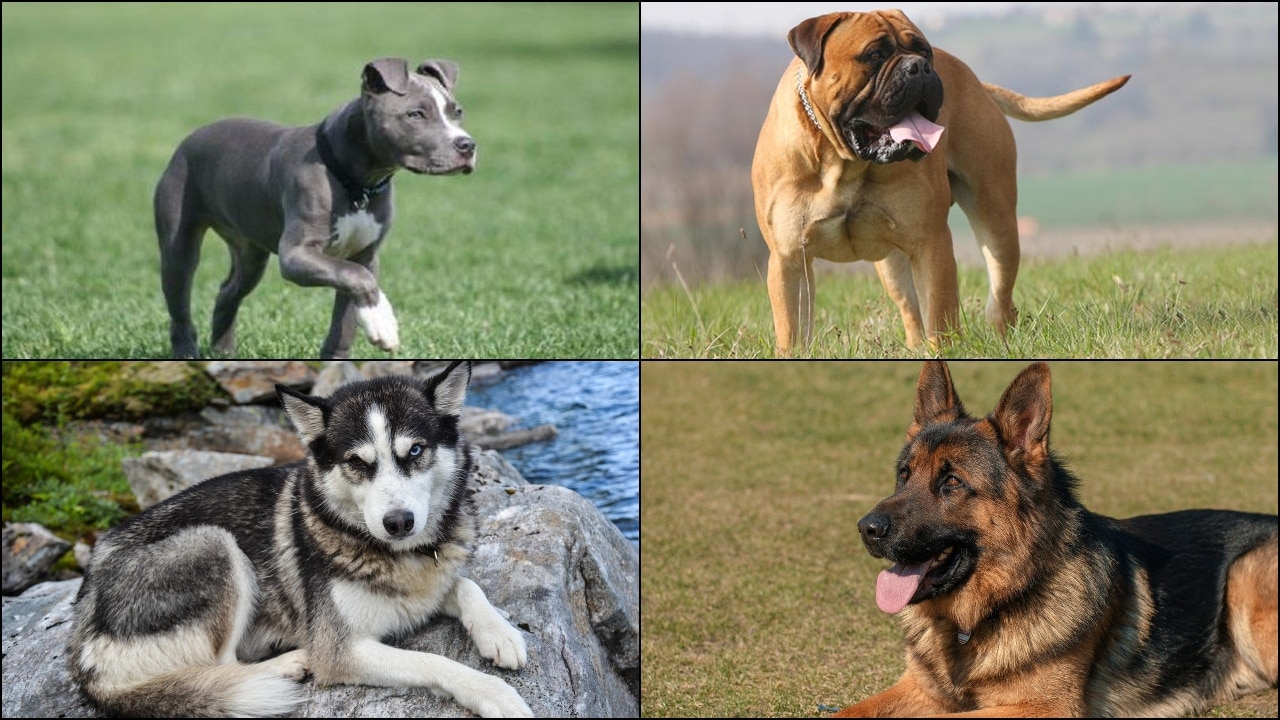 International Dog Day 2020 6 Most Dangerous Dog Breeds In The World