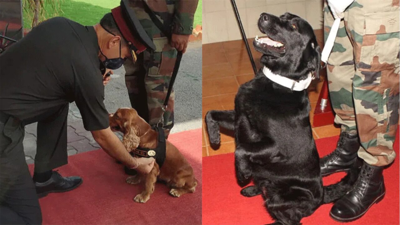 Rajapalayam dog sale in indian army