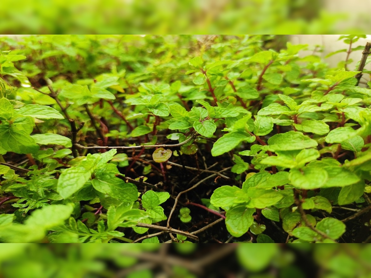 Home remedy to keep cold, flu at bay: Mint water does wonders to boost immunity, weight loss