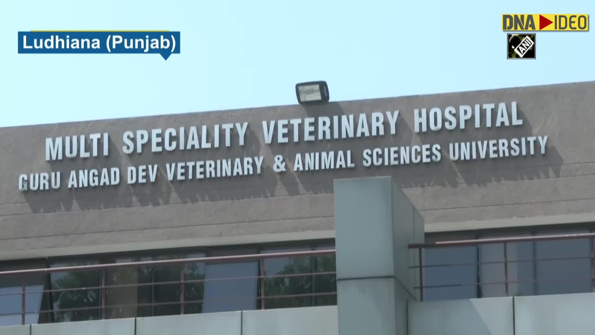 Special Blood Bank Established For Dogs In Ludhiana