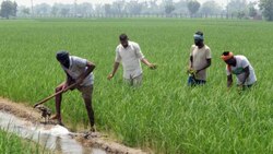 Peasants in Maharashtra's Dhule welcome farm bills, hail agriculture reform