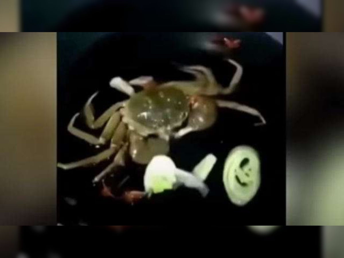 Bizzare: Crab smokes cigarette, stumbles all over beach in viral video