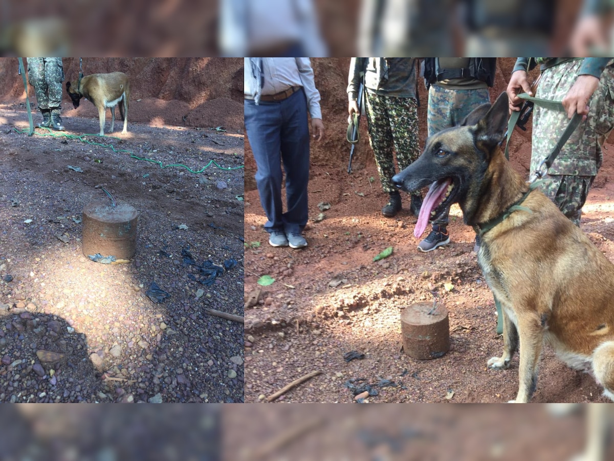 'Dogs fight terror!': Meet Sophia, ITBP dog who unearthed 7 kg IED in Chhattisgarh, saved lives 