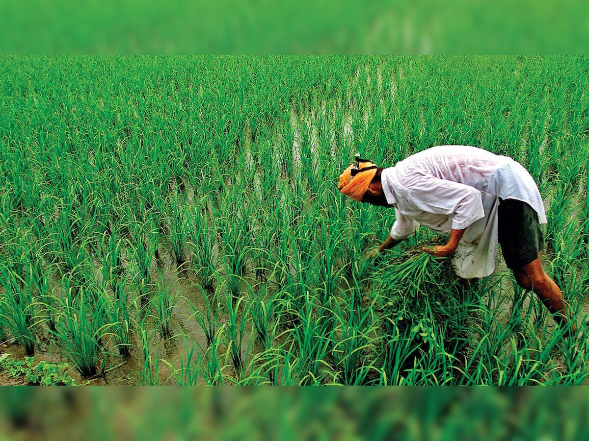 Centre starts procurement of Kharif crops at MSP 