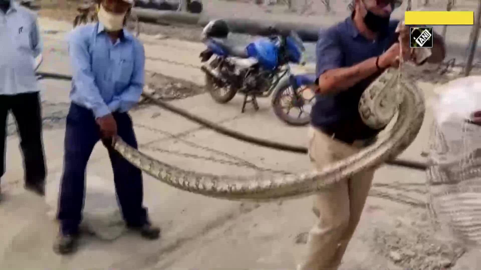 Watch: 10-feet long python rescued by forest department in Greater Noida