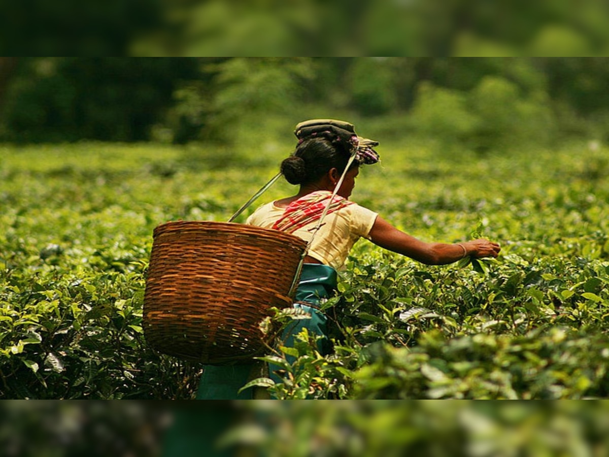 Rare Assam tea sells for Rs 75,000 a kg, know what's special