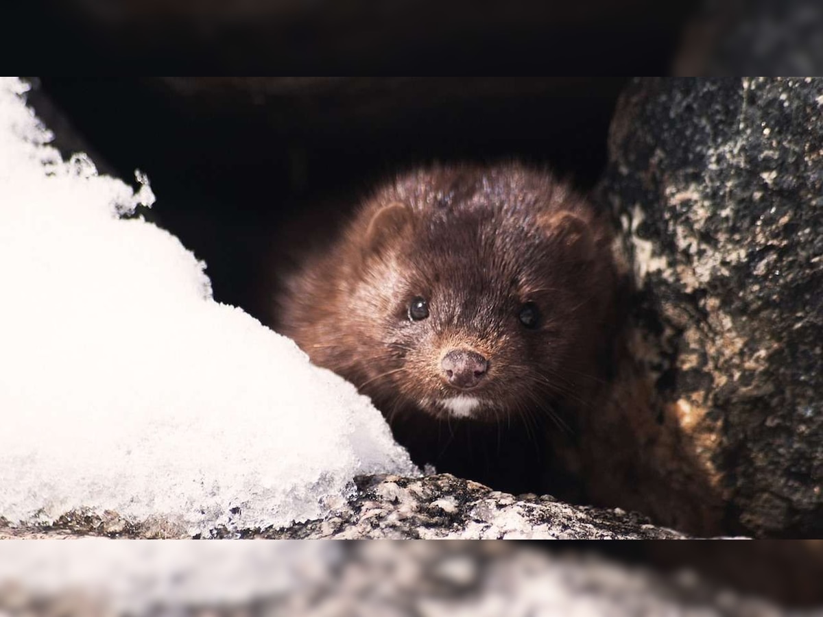 'Zombie' minks rise from the dead, Denmark faces new COVID threat