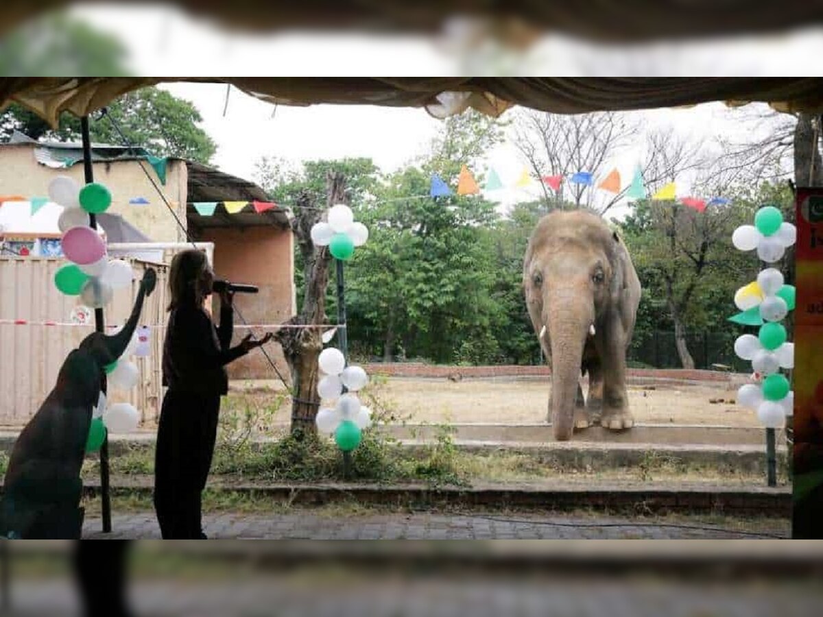 How Russia, India helped world’s ‘loneliest’ elephant reach its new home