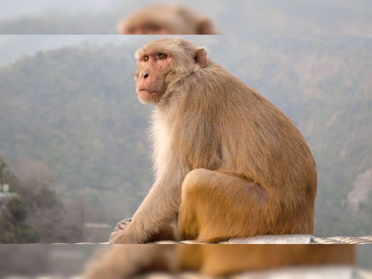 'Money rain' in UP's Sitapur as monkey snatches bag with Rs 4 lakh in it, throws it on street from tree