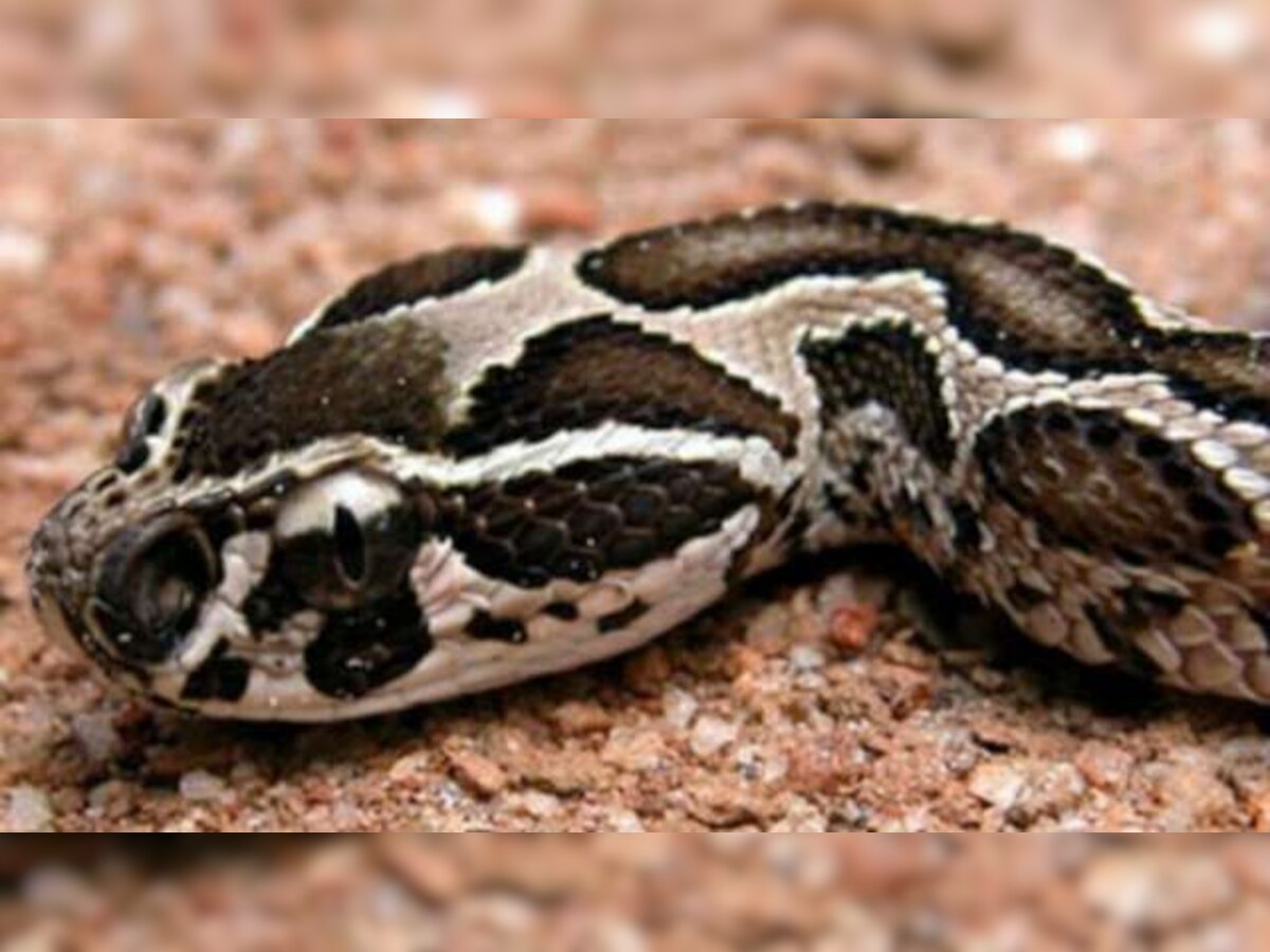 Agra: 4-Feet-Long Indian Rock Python  found inside car's bonnet