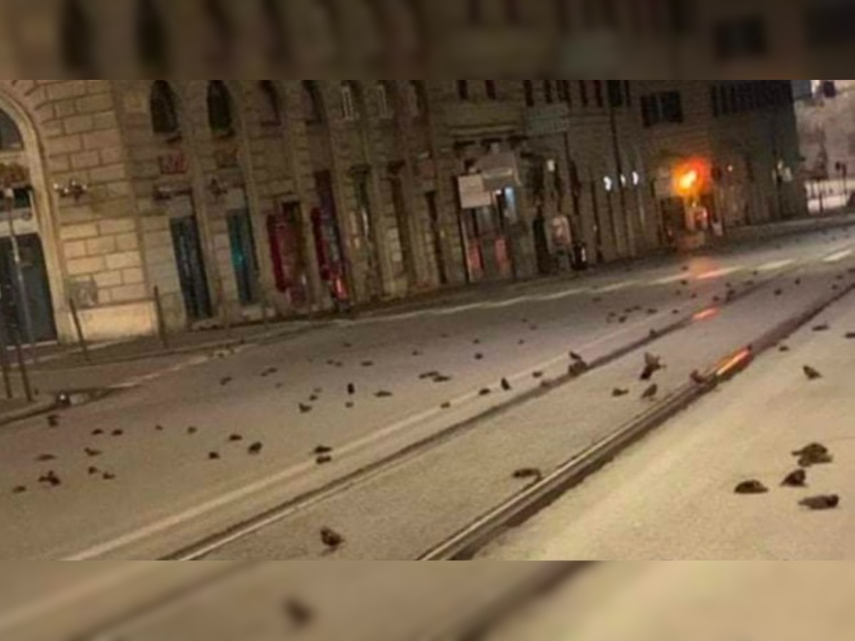 Hundreds of birds found dead in Rome on New Year's eve