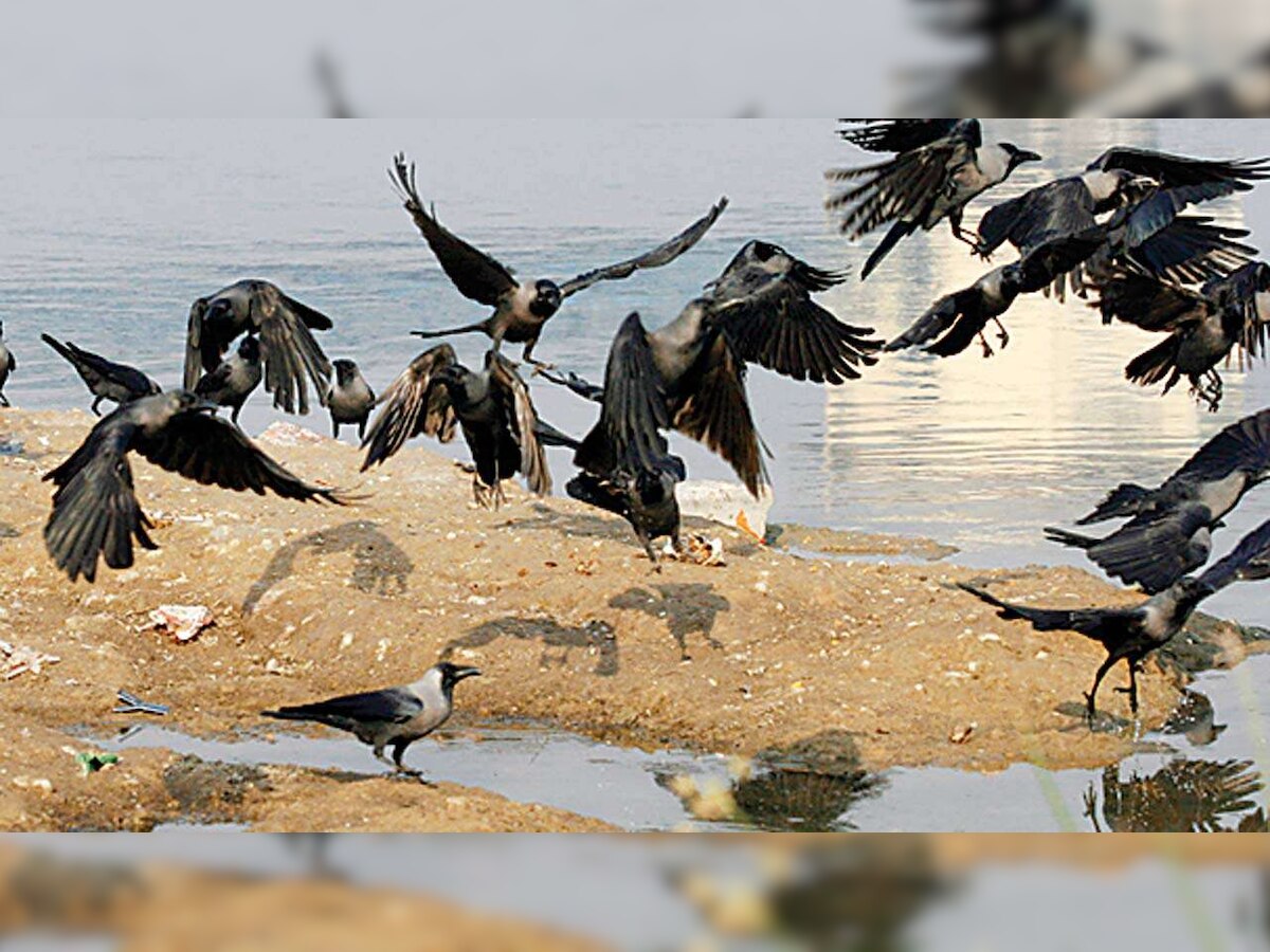 Bird flu virus: More than 250 crows found dead in Rajasthan; govt sounds alert